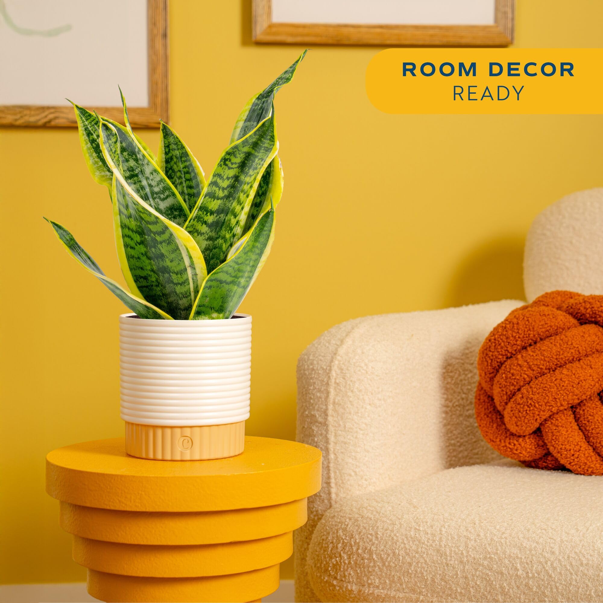 Costa Farms Snake Plant variegated leaves showcase a modern, clean aesthetic for stylish interiors.