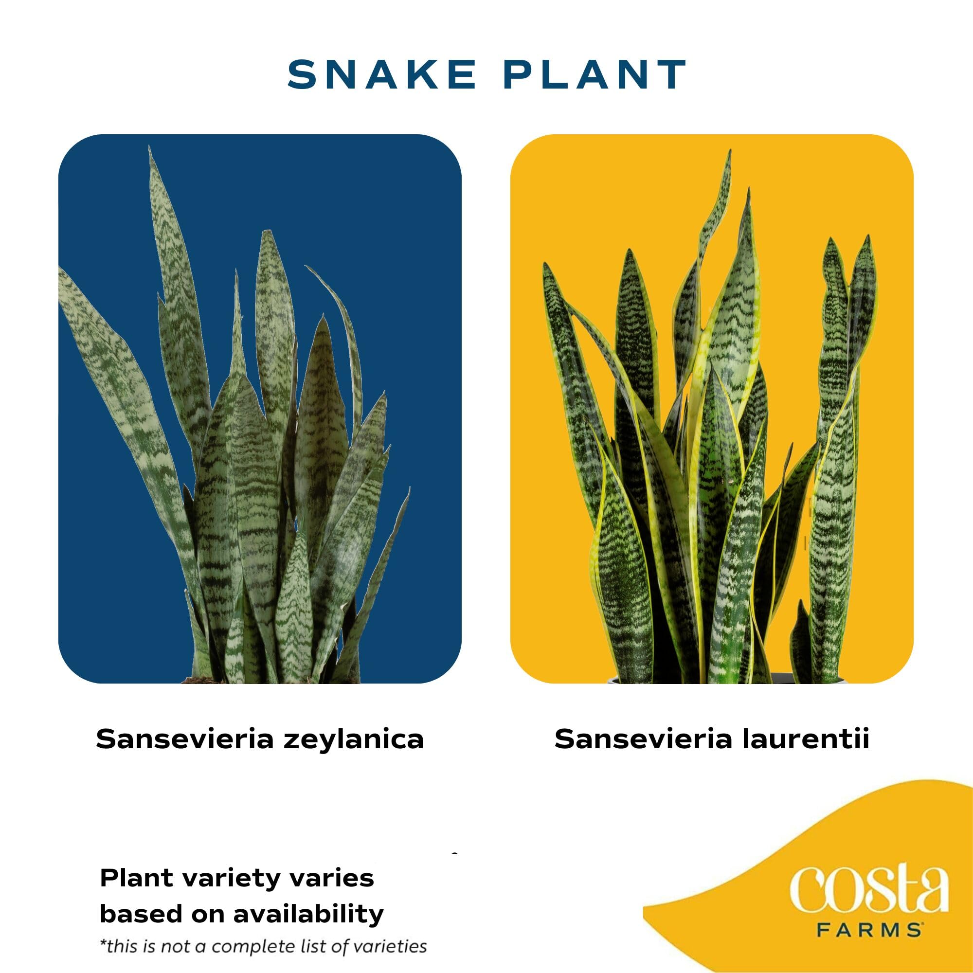 Costa Farms Snake Plant ships securely, ready to display at your doorstep.