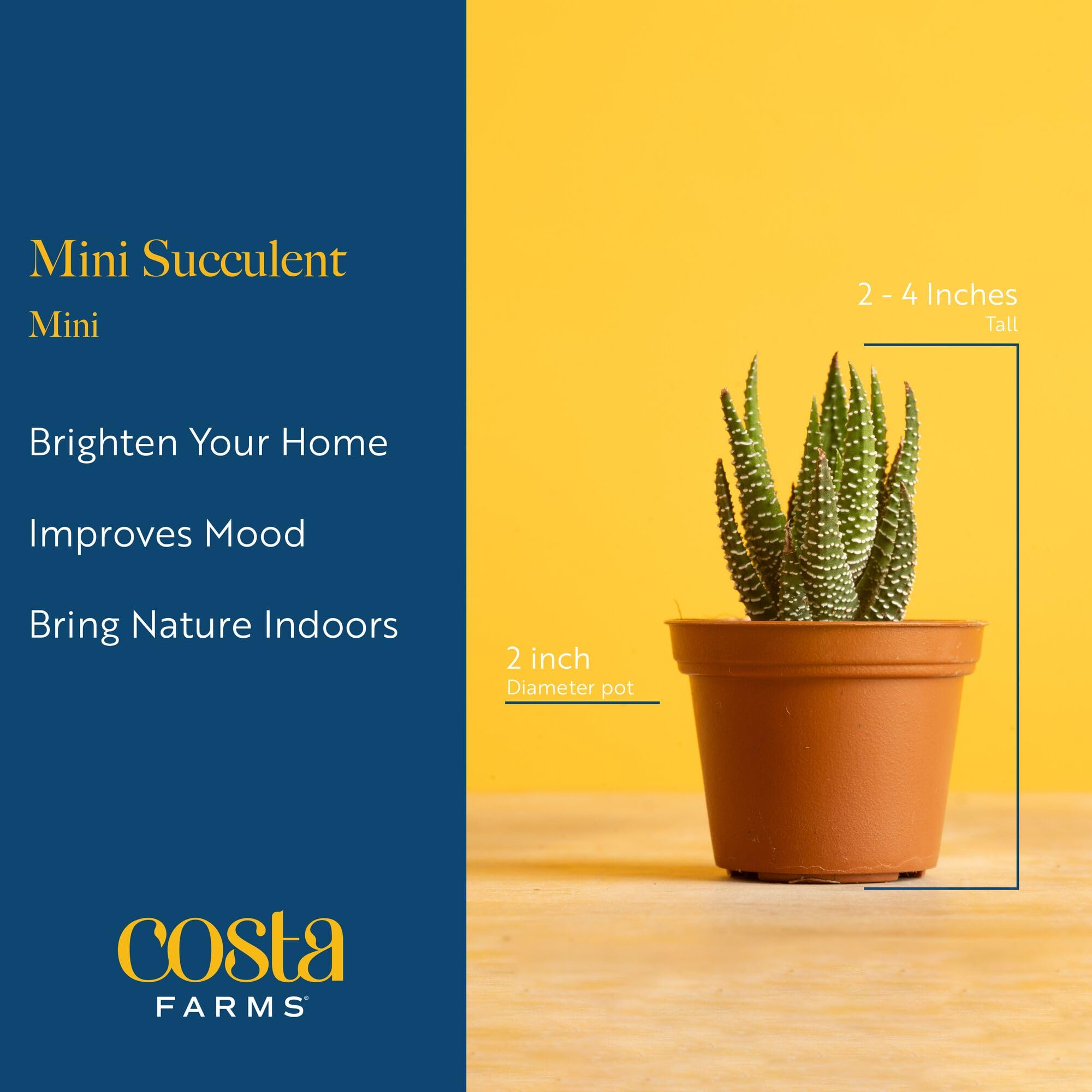 Costa Farms compact indoor plant in decorative pot for small spaces.