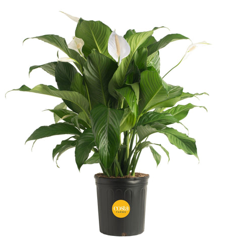 Costa Farms Peace Lily leaves add lush greenery to any room.