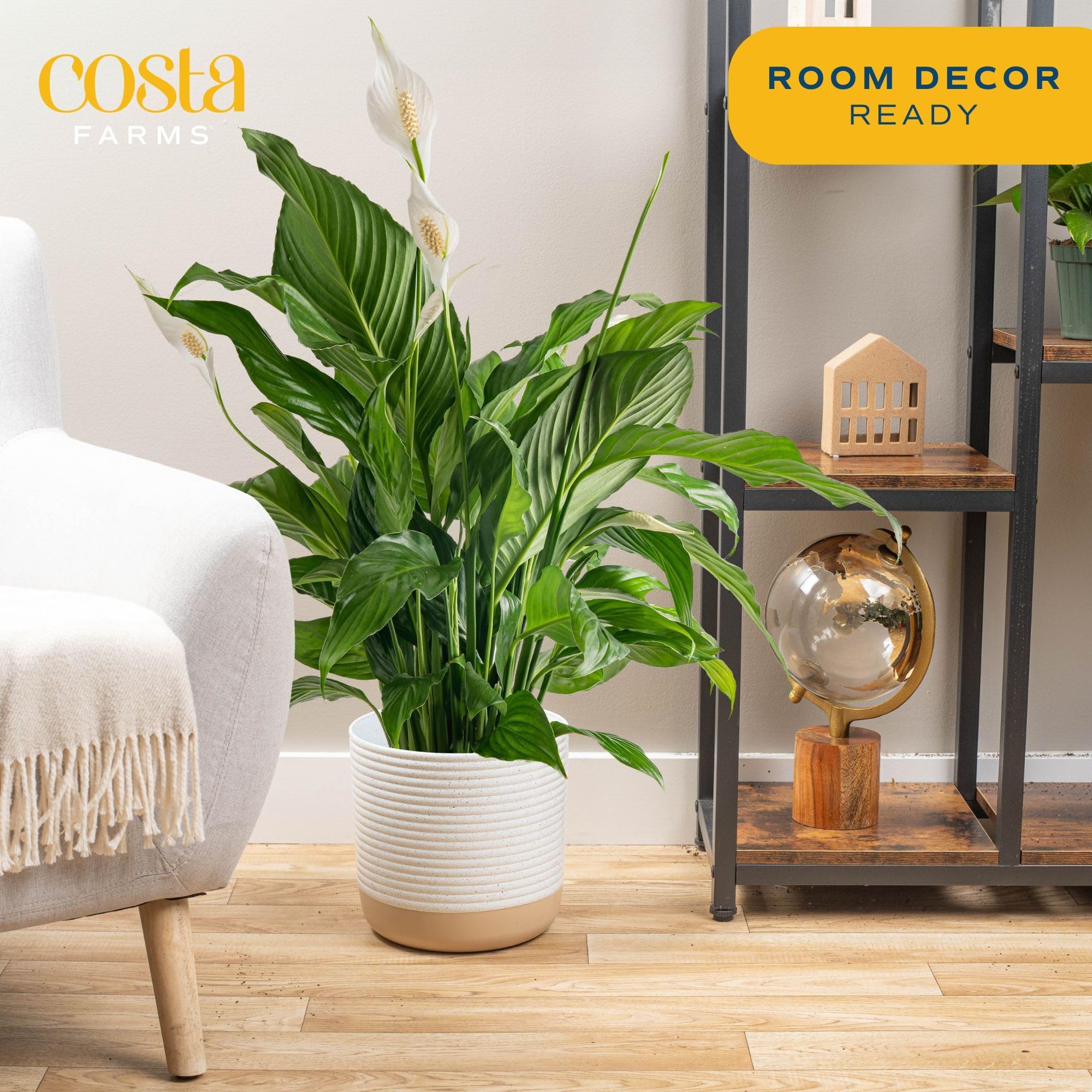 Costa Farms Peace Lily in pot enhances indoor spaces with height.