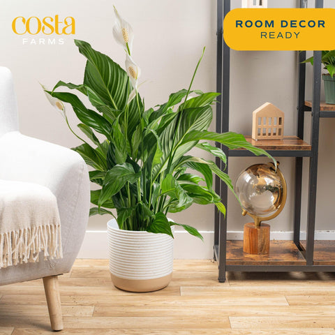 Costa Farms Peace Lily in pot enhances indoor spaces with height.