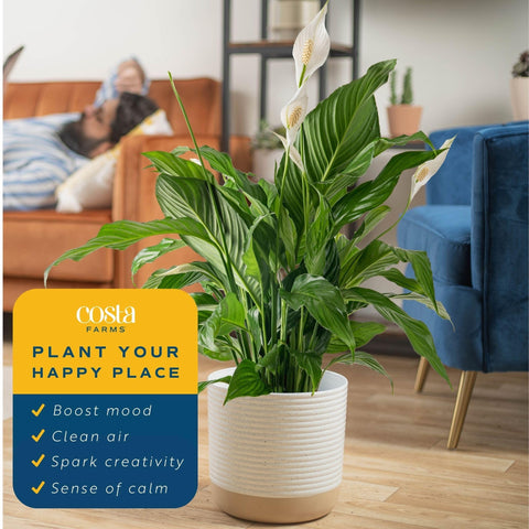 Costa Farms peace lily requires weekly watering for healthy foliage.