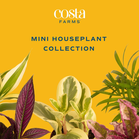 Costa Farms spider plant variation adds easy-care greenery to any room