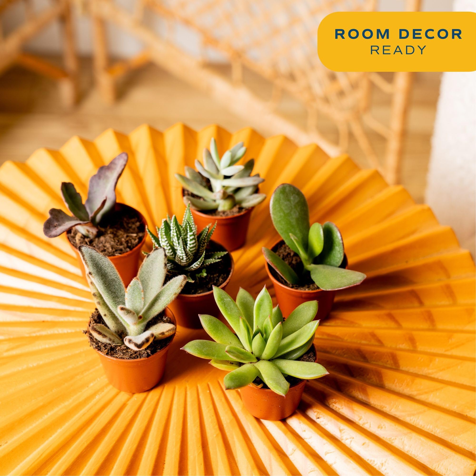 Costa Farms succulent varieties Haworthia and Echeveria, easy-care indoor plants for beginners.