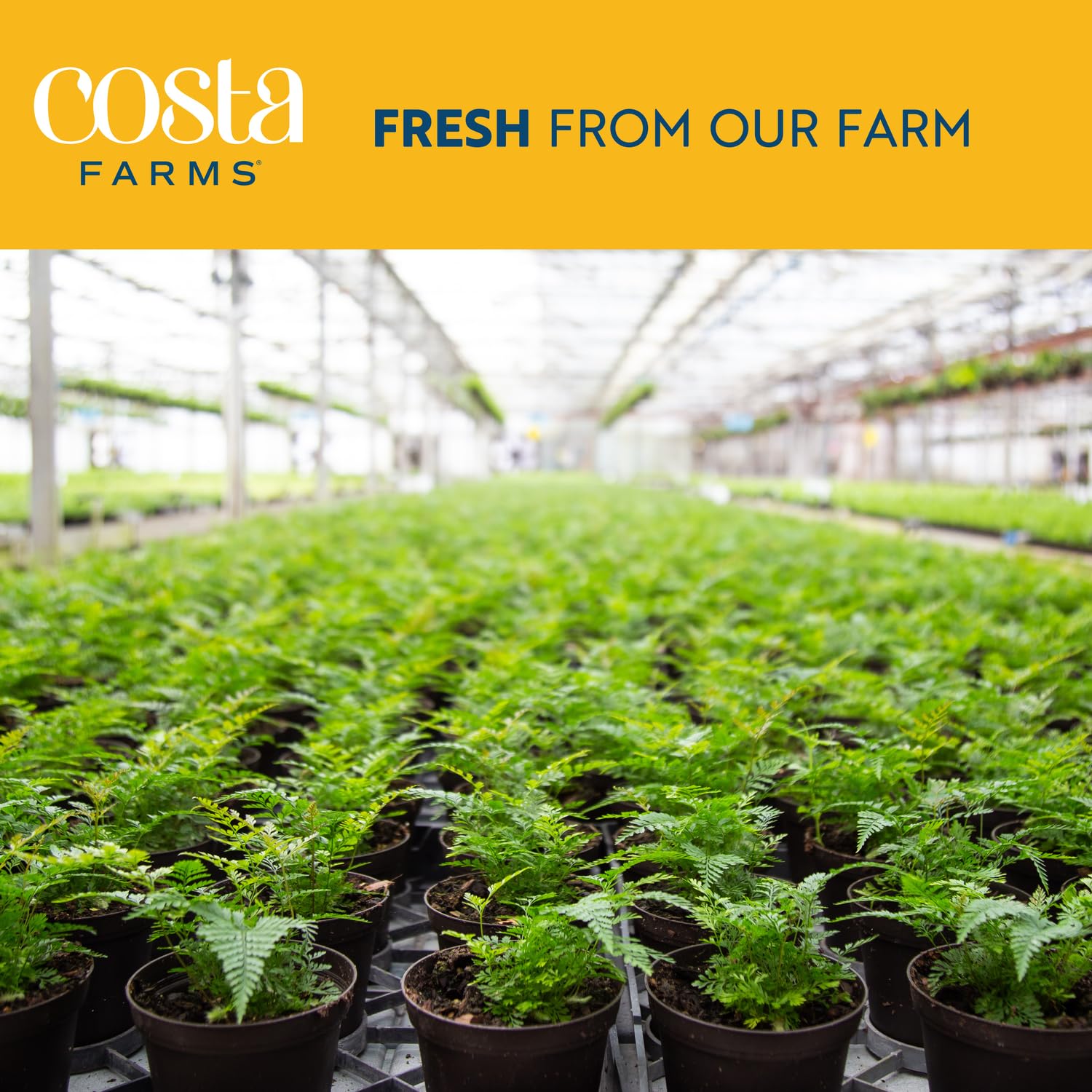Costa Farms jade plant enhances any room as a versatile decor accent