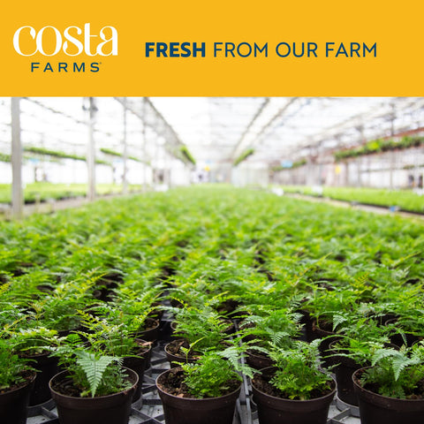 Costa Farms jade plant enhances any room as a versatile decor accent