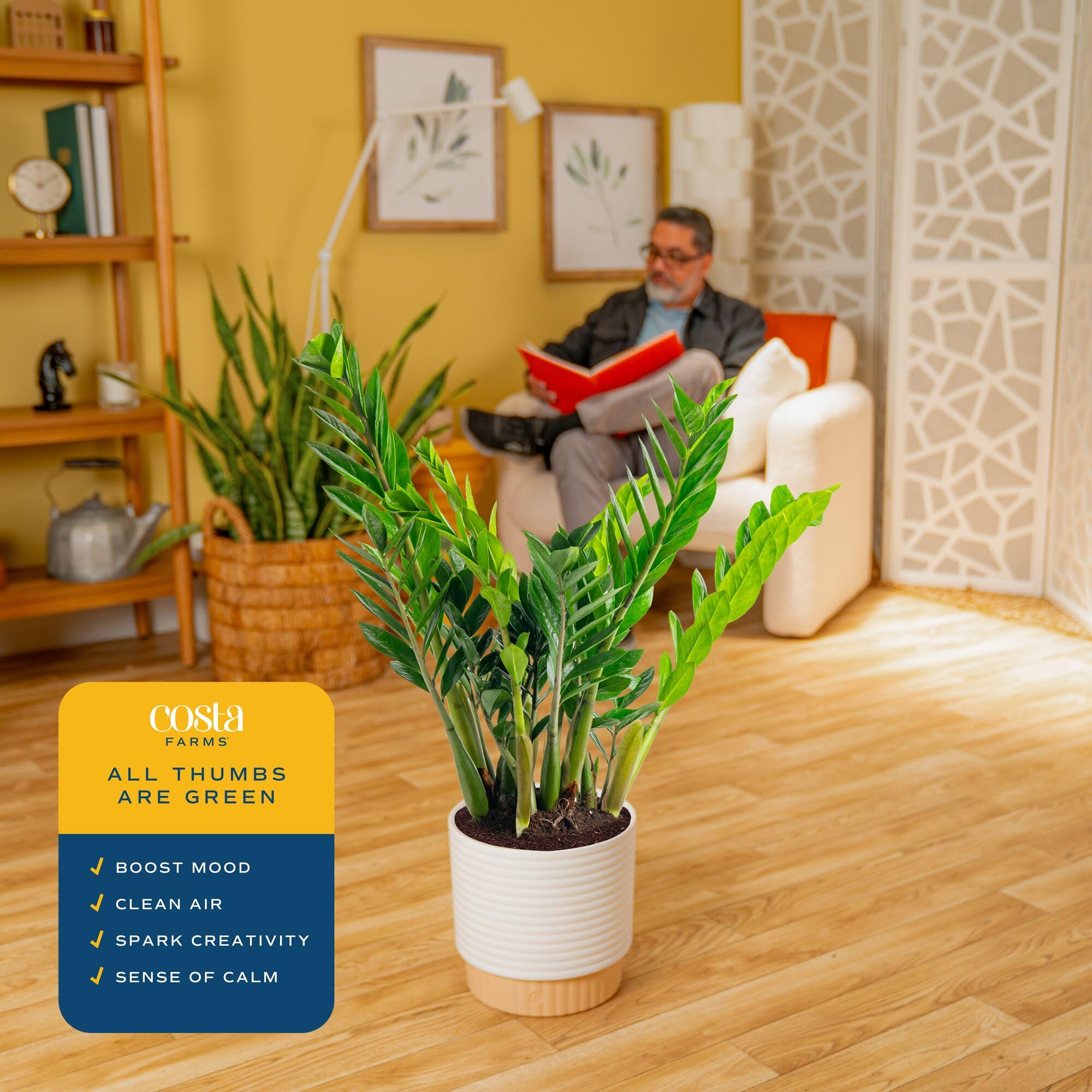 Costa Farms ZZ Plant creates a calming sanctuary in any room.