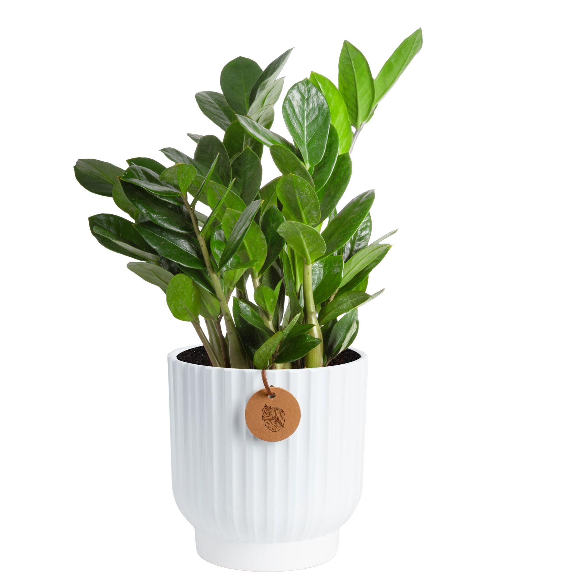 Costa Farms ZZ Plant in decorative pot showing modern home decor