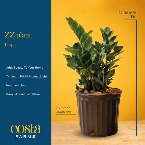 Costa Farms ZZ Plant offers easy care for busy households.