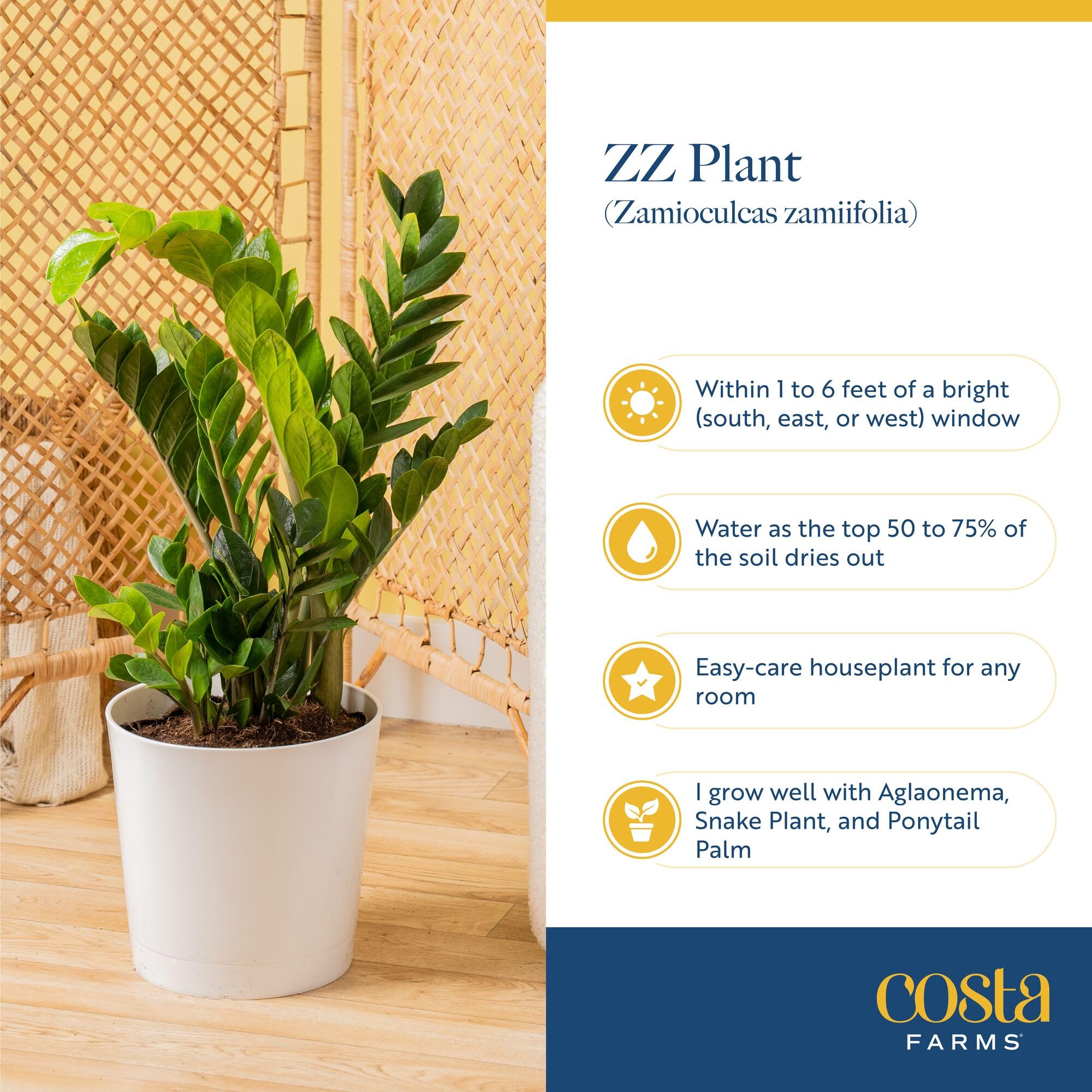 Costa Farms ZZ Plant makes a thoughtful gift for occasions.
