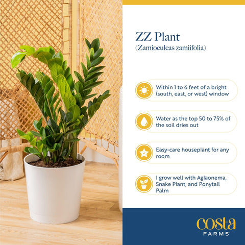 Costa Farms ZZ Plant makes a thoughtful gift for occasions.