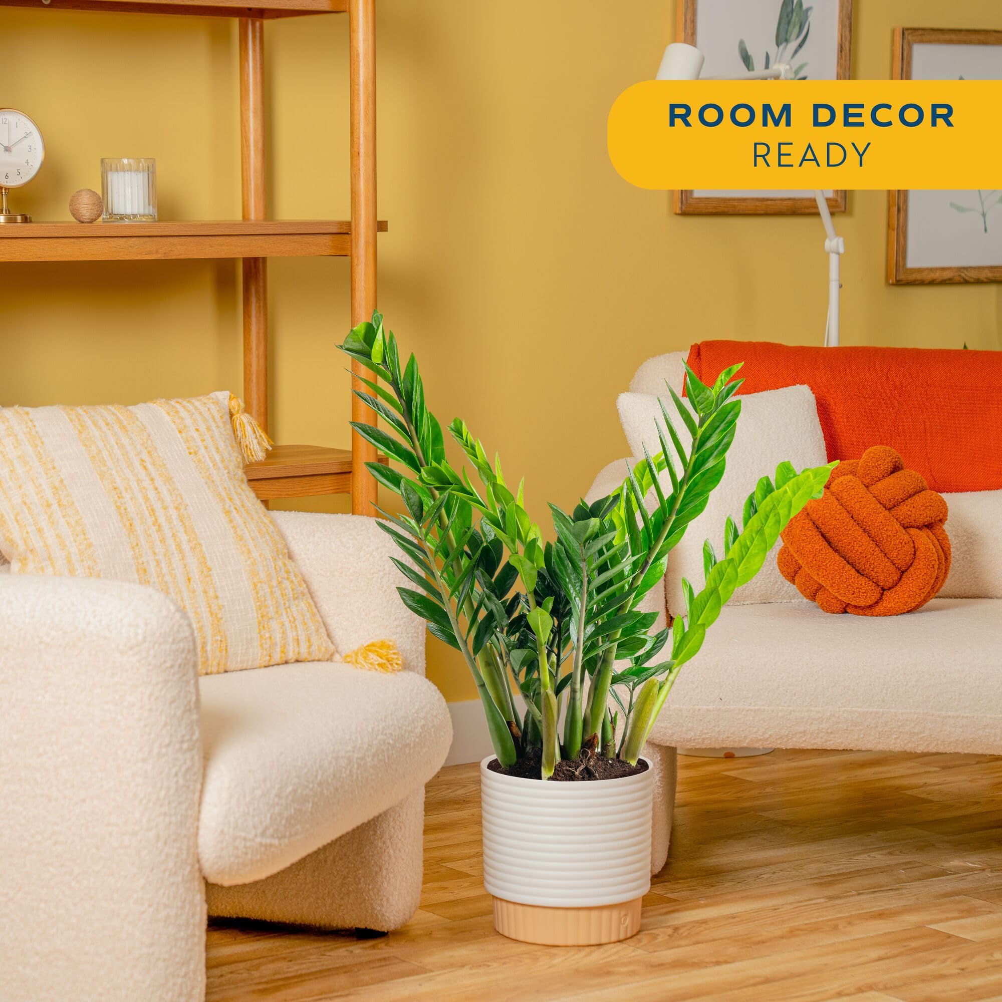 Costa Farms ZZ Plant with glossy leaves enhances home decor.