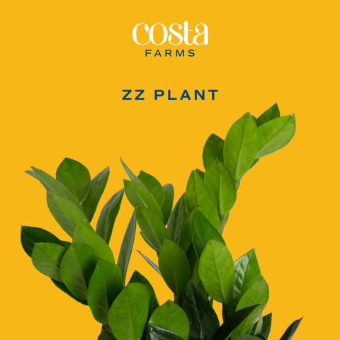 Costa Farms ZZ Plant near a sunny window shows light tolerance.