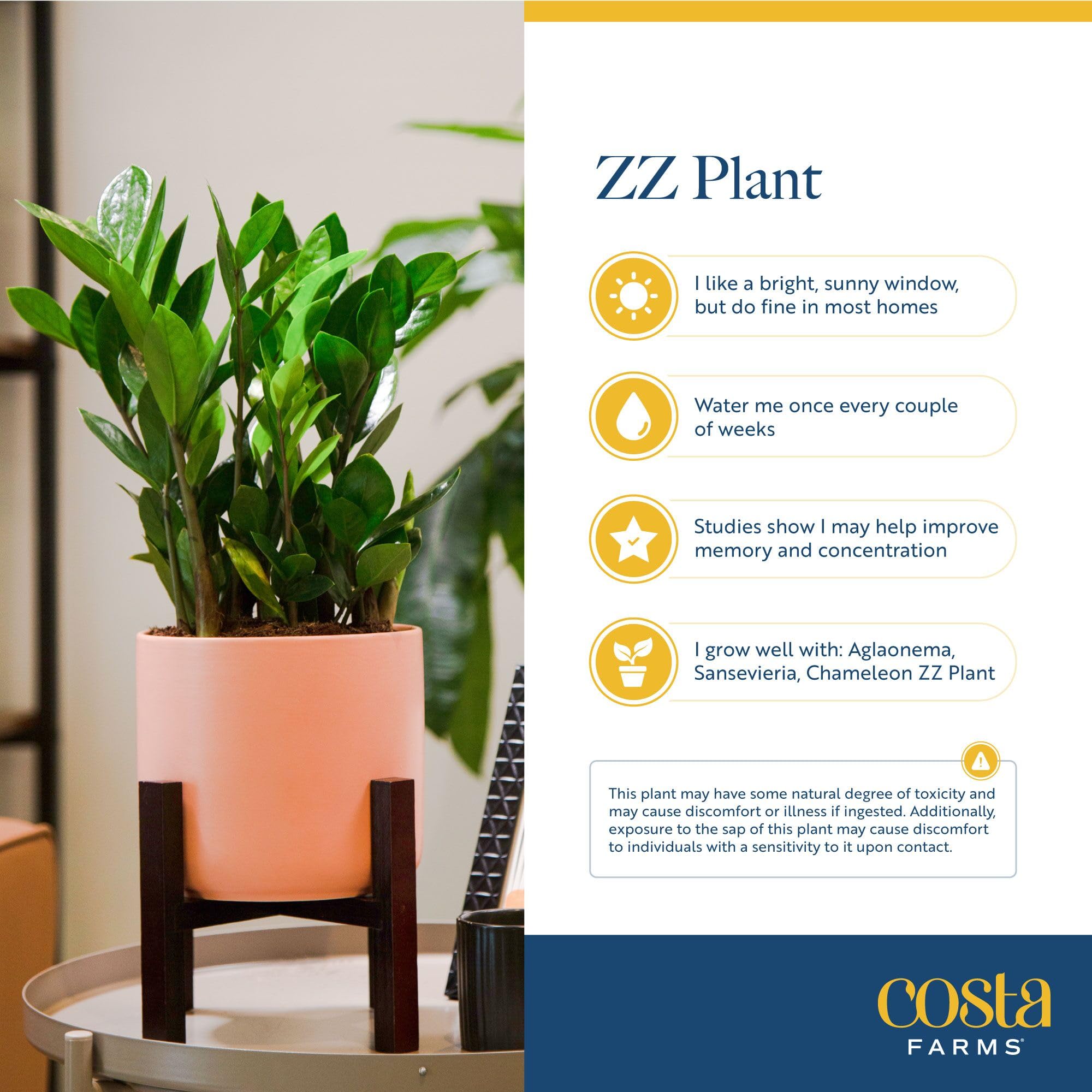 Costa Farms ZZ Plant placed in medium indirect light for flexible placement