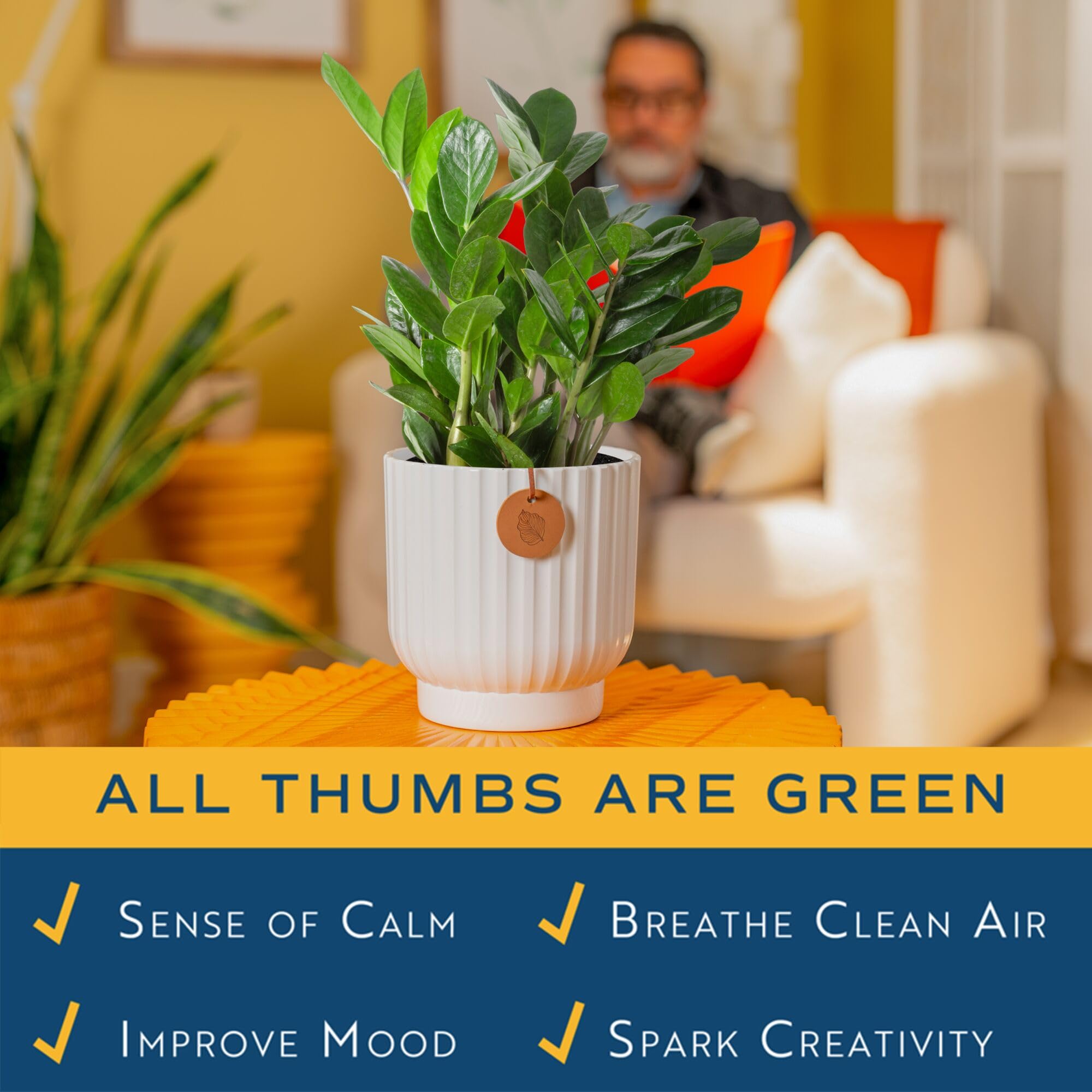 Costa Farms ZZ Plant neat leaves emphasize tidy, low-maintenance presence
