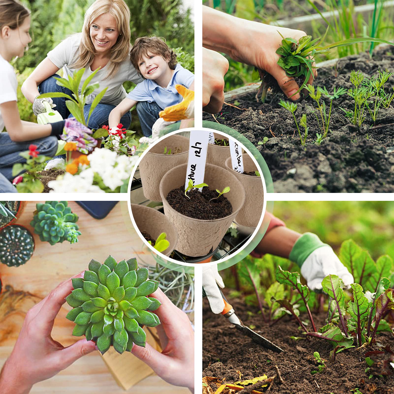 Cosweet all-in-one germination kit supports simple seed starting and labeling.