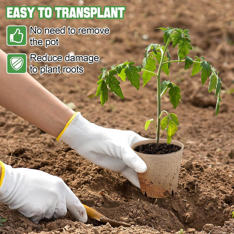 Cosweet recycled-paper pots are eco-friendly and absorbent for steady watering.
