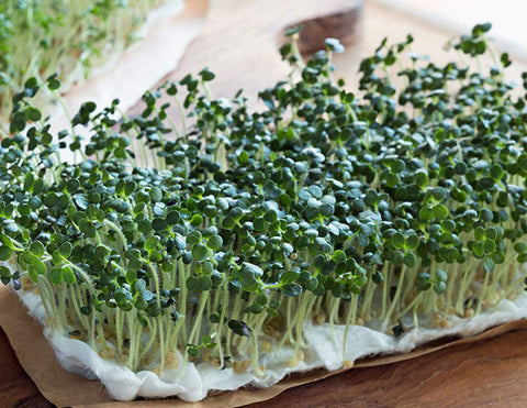 Country Creek Acres broccoli sprouts growing in a tray, crisp texture for sandwiches