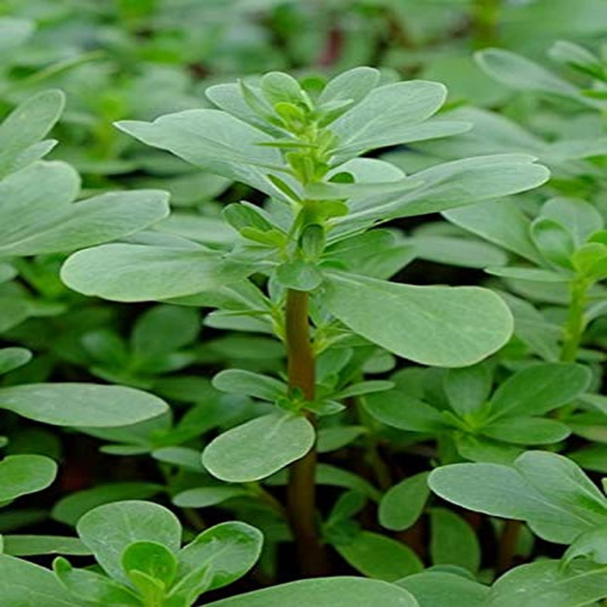 Country Creek Acres Green Purslane seeds in a 100-count pack for fresh salads and garnishes.