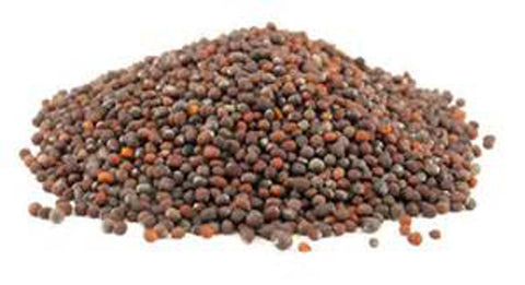 Country Creek Acres microgreens at home with broccoli seeds for quick harvest