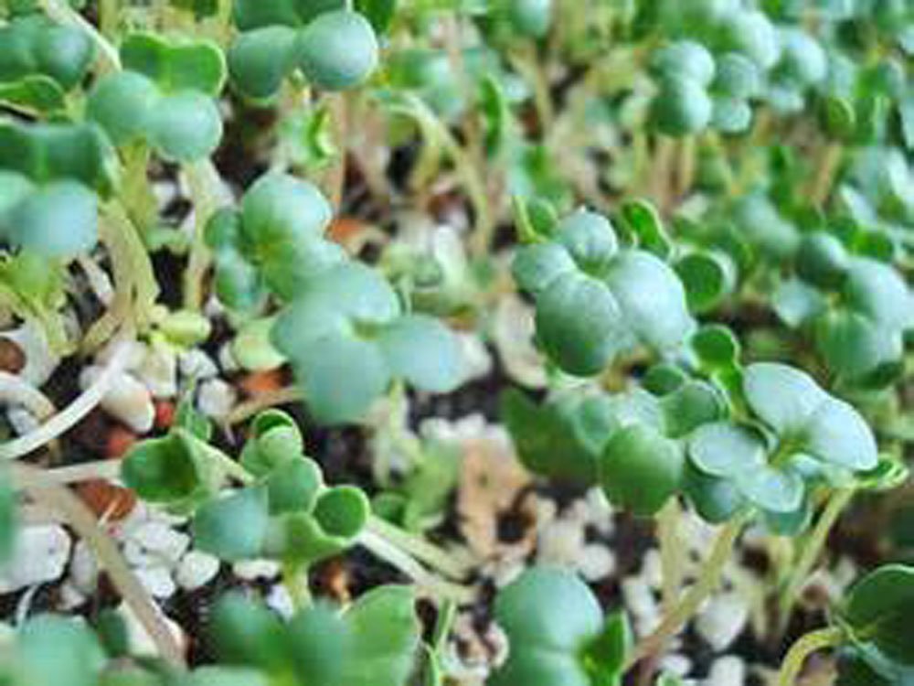 Country Creek Acres broccoli sprouts used as a salad topper for fresh flavor