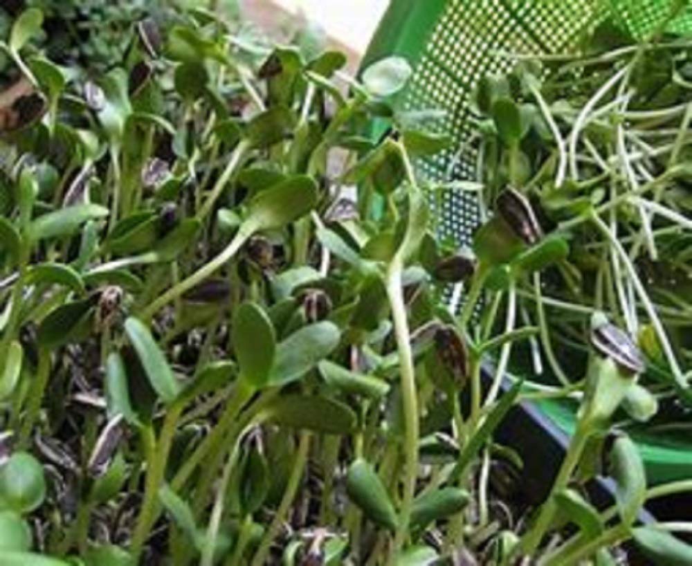Country Creek Acres sunflower sprouting seed close-up—high-quality seeds for home sprouting