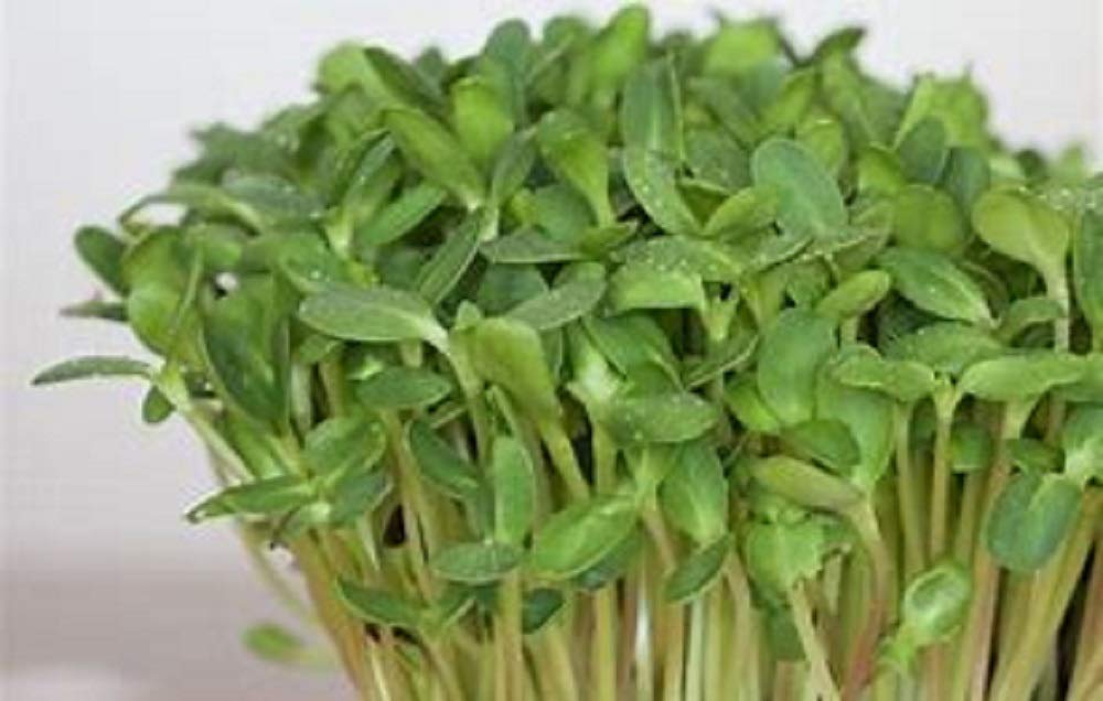 Country Creek Acres sunflower sprouting seed garden planting—great for beds or containers
