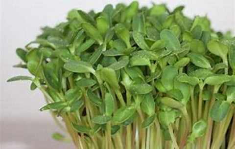 Country Creek Acres sunflower sprouting seed garden planting—great for beds or containers