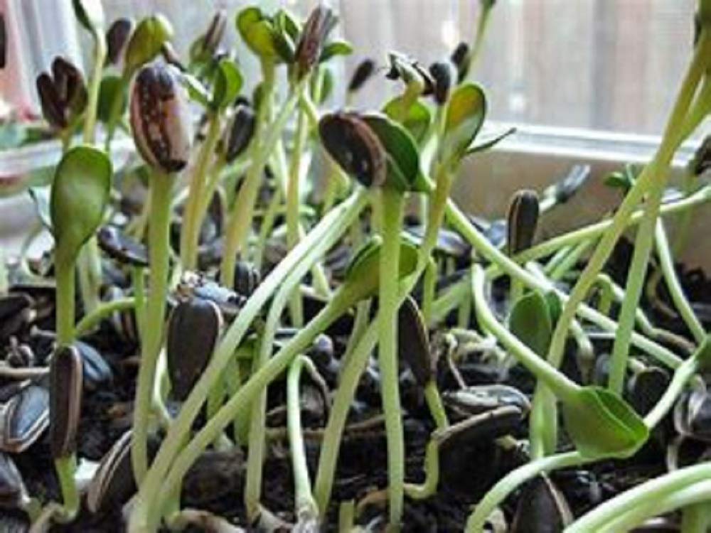 Country Creek Acres sunflower sprouting seed sprouts in jar—ready-to-eat sprouts in about 10 days