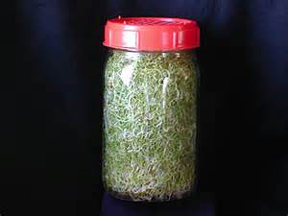 Country Creek Acres two-ounce seed bag for easy sprouting and storage