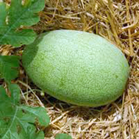 Country Creek Acres Watermelon Charleston Grey cut-open shows rich red flesh ideal for fresh slices