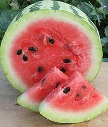 Country Creek Acres Jubilee whole fruit showing large, striped rind and glossy finish.