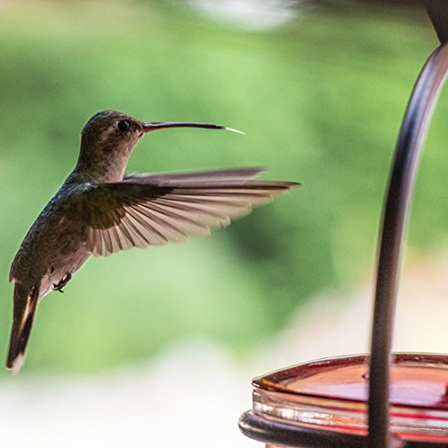 Couronne Co Mosaic Birds Hummble Slim feeder with four ports for multiple hummingbirds.