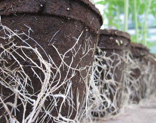 CowPots ground-planting visual 2: easy transplant-free gardening.