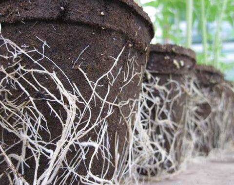 CowPots ground-planting visual 2: easy transplant-free gardening.