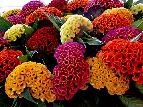 Cozy Celosia seed mix border edging with rich color accents.