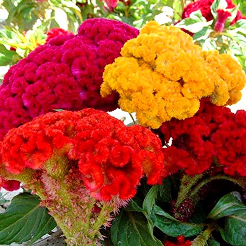 Cozy Celosia seed mix displays velvet cockscomb flowers for vibrant borders.