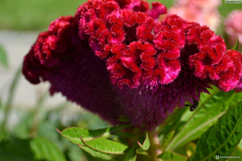 Cozy Celosia seed mix colors kept vibrant in dried bouquet displays.