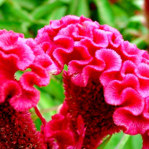 Cozy Celosia seed mix blooms in drought-tolerant, heat-loving settings.