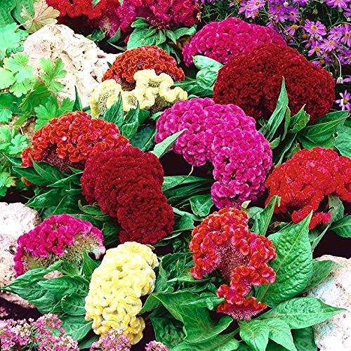 Cozy Celosia seed mix leaves and young blooms are edible for fresh uses.