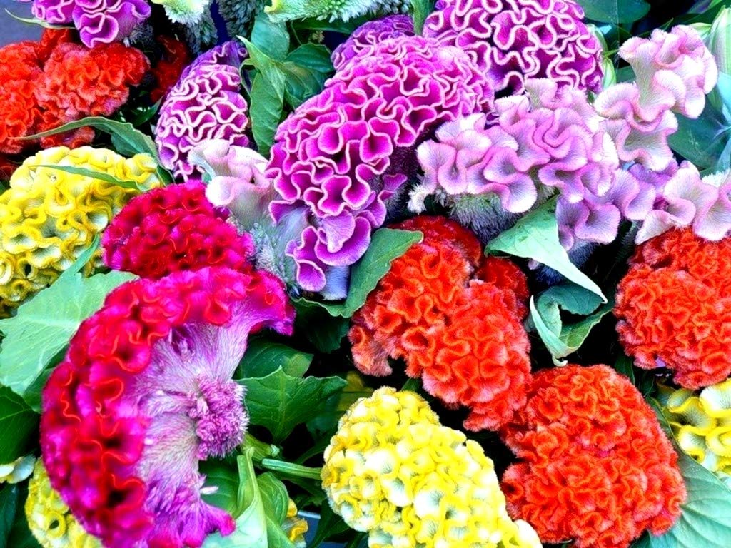 Cozy Celosia seed mix shown indoors and outdoors for versatile growing.