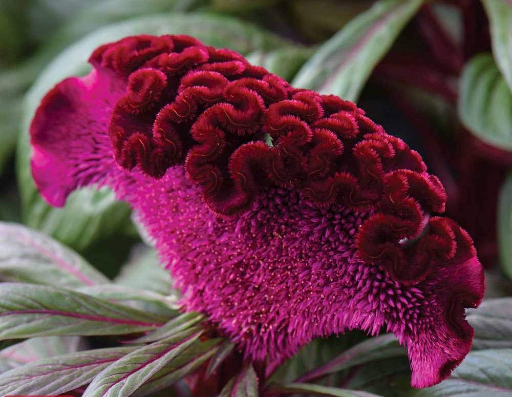 Cozy Celosia seed mix seeds stored in a cool, dry place for longevity.