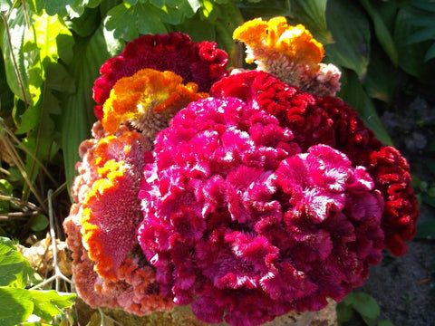Cozy Celosia seed mix thrives in sunny spaces, ideal for beds and containers.