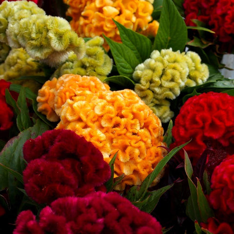 Cozy Celosia seed mix velvet flowers add texture to garden beds.