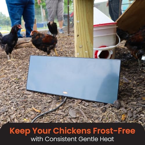 Cozy Coop energy-efficient 200W heat in action for your coop