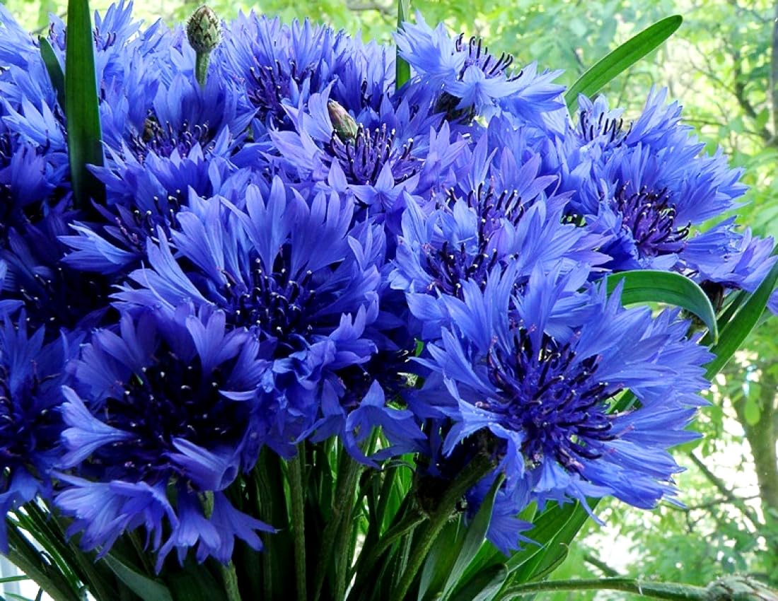 Cozy Crib bachelor buttons bloom in a garden bed with lasting color.