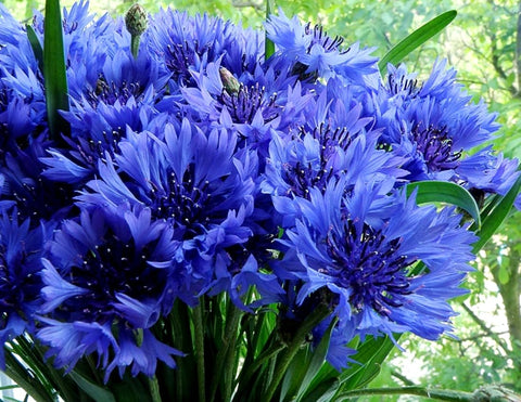 Cozy Crib bachelor buttons bloom in a garden bed with lasting color.