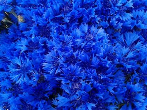 Cozy Crib blue cornflower petals close-up highlighting delicate color.