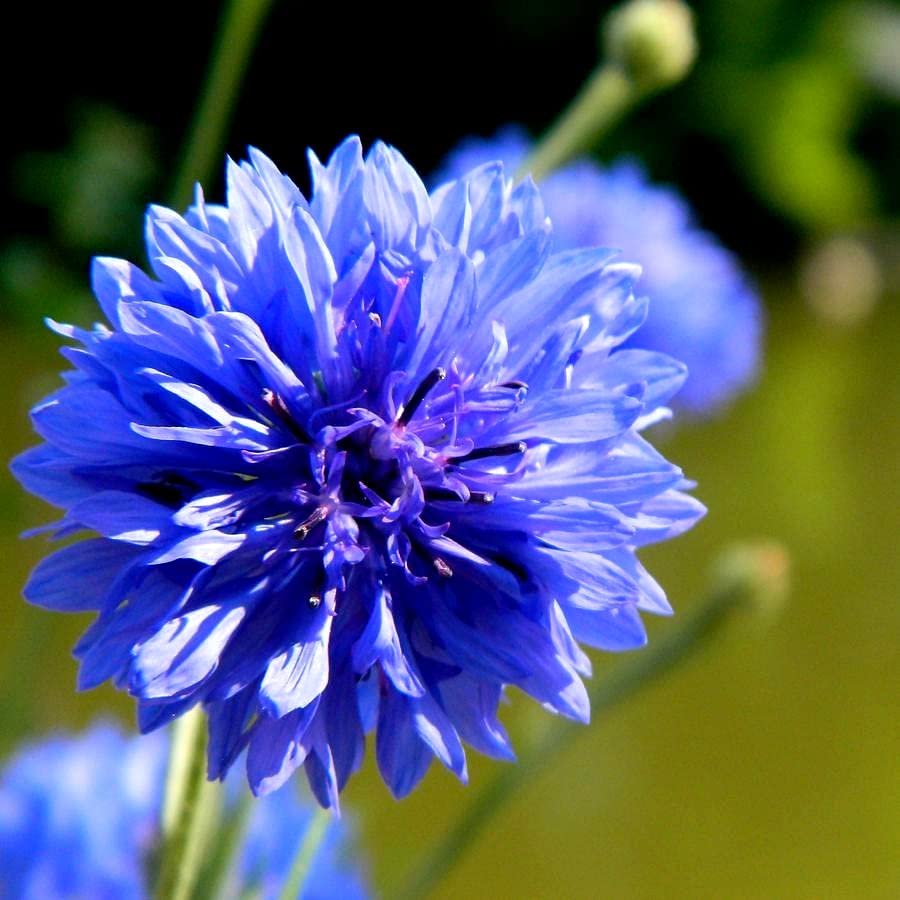 Cozy Crib blue cornflower grows in borders, patios, and containers.